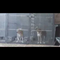 توله|سگ|نجفآباد, فیروزآباد|دیوار