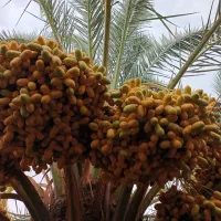 خارک حاج باقری اصل