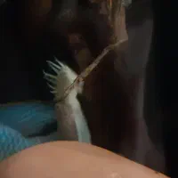 لجنخوار پزه بوته ای|ماهی|تهران, ورزشگاه آزادی|دیوار