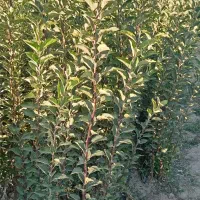 فروش نهال بادام وسیب وانواع نهال باچک صیادی|گل و گیاه طبیعی|میاندوآب, |دیوار