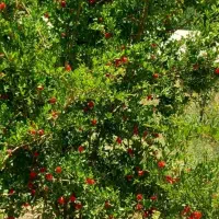 باغ-منصوریه