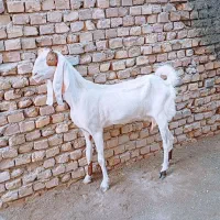 بز گلاب پاکستانی و بزغاله دو رگ