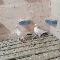 کبوتر دورگ دم سیاه