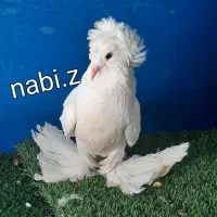 کبوتر زینتی جکسون ،بخارا، شامپیون، چتری، ازبک|پرنده|تهران, آرژانتین|دیوار