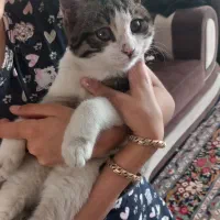 گربه خانگی|گربه|اردبیل, |دیوار