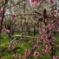 باغ ویلای در روستای چوان بالاتر از یاغچیان
