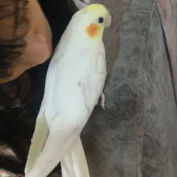 عروس هلندی طوطی  دان خور