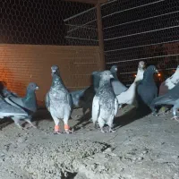 کفتر فروشی|پرنده|قائن, |دیوار