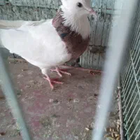 طوقی هفت رنگ نر بدون قلطی