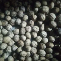 گردوخشک