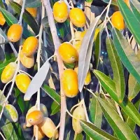 ارائه نهال سنجد قزل پربار و مقاوم