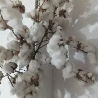 تخم پنبه لیدرمادری