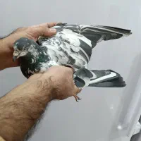 کفتر پاکستانی|پرنده|کوهدشت, |دیوار