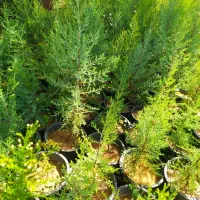 فروش انواع نهال جنگلی و گلدانی ریشه پرس