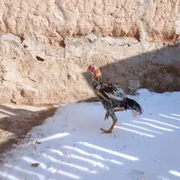 خروس لاری گلین محلی