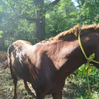 فروشی فقط فقط|حیوانات مزرعه|کلاردشت, |دیوار