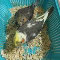 عروس هلندی|پرنده|پرند, فاز ۴|دیوار