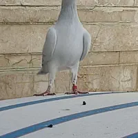 کفتر