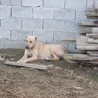 واگذاری سگ سرابی