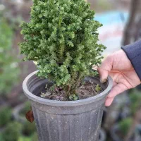 فروش نانا اسفنجی (کریپ )