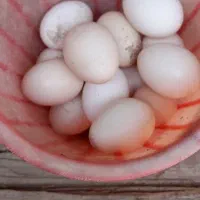 تخم مرغ محلی|خوردنی و آشامیدنی|زنجان, |دیوار