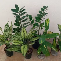 سه نوع گل زیبا