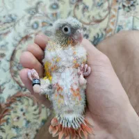 گرینچیک اناناسی