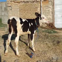 گاو گوساله سیمینتال شیری اصیل