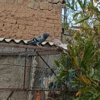 کبوتر پرشی|پرنده|گرمی, |دیوار