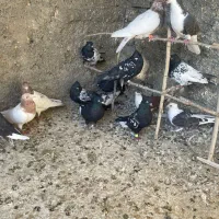 بیست پنج تا کفتر