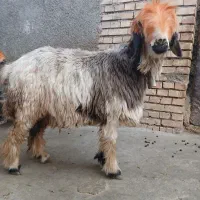 میش .بره .کوه ماده.