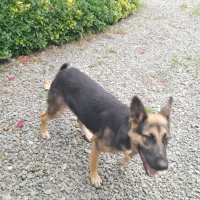 یک قلاد سک ژرمن ماده اصل