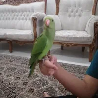 جوجه ملنگو