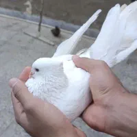 یک جفت دمبی|پرنده|اهواز, اسلام آباد شرقی|دیوار