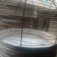 جوجه‌سهره‌خاکی‌برج‌۳‌سالم‌سرحال