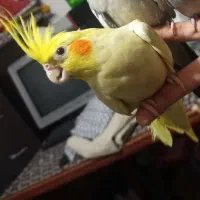 عروس هلندی ایم گم شده