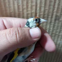 فروش چنتا سهره دورگ صاف گرده|پرنده|کازرون, |دیوار