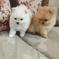 پامرانین اورجینال و خالص