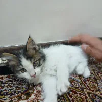 بچه گربه،گربه ۲ماهه
