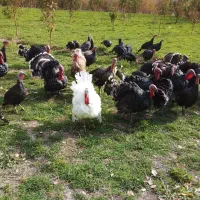 بوقلمون|حیوانات مزرعه|مشگین شهر, |دیوار