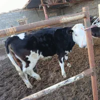 گوساله ماده جنس دار فروشی