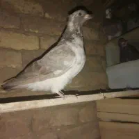 کبوتر زیبا|پرنده|ازنا, |دیوار