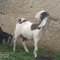 گتاچ