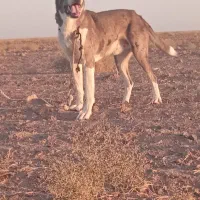 سگ...