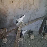 یک جفت کبوتر