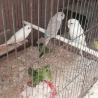 مرغ عشق|پرنده|علی‌آباد کتول, |دیوار