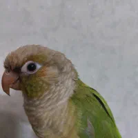 گیرینچیک|پرنده|جهرم, |دیوار