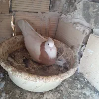 ۶دانه دم سفید و ۴تاطوقی|پرنده|شاندیز, |دیوار