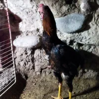 لاری خروس و مرغ