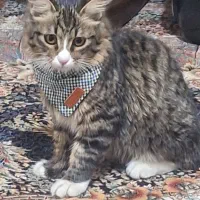 واگذاریه گربه